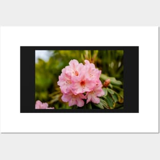 Pink rhododendron flowers Posters and Art